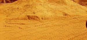 تولید کننده زرد گل ماشی با کیفیت